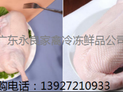 广东报价冷冻鲜鸭市场价格