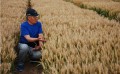 辽宁黑小麦种子-高品质黑小麦种子推荐