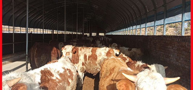 新式牛舍大棚价格 养牛大棚建设 保温养牛棚安装成本